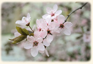 Kirschblüten